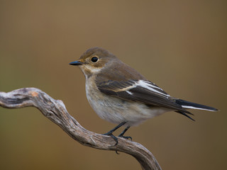 Papamoscas cerrojillo