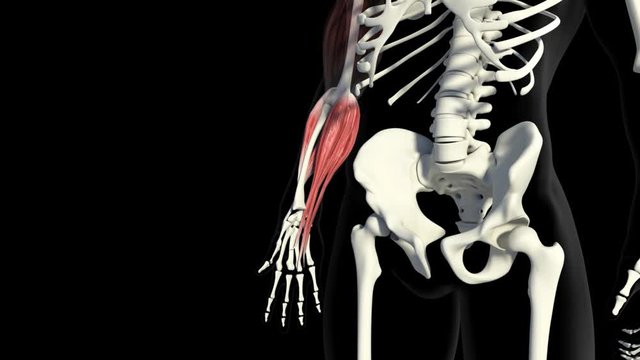 Forearm Muscles