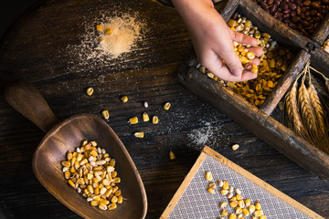 wooden cuisine wheat and corn seeds to made homemade cornmeal.  cereal grains on rustic wooden table