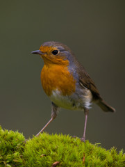 Obraz premium Petirrojo