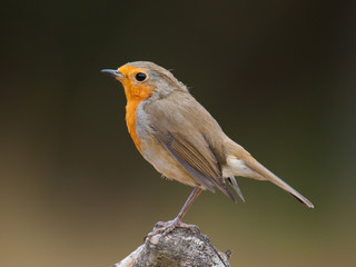 Fototapeta premium Petirrojo