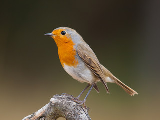 Petirrojo