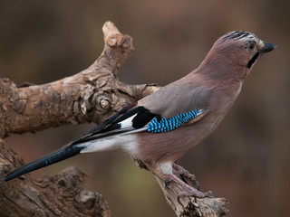 Arrendajo