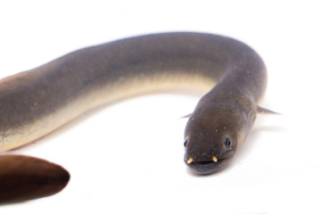 Close Up of Shortfin eel ,Anguilla bicolor isolated on white background