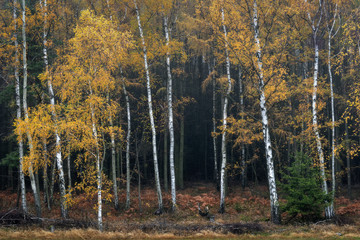 In the front line - In vorderster Front