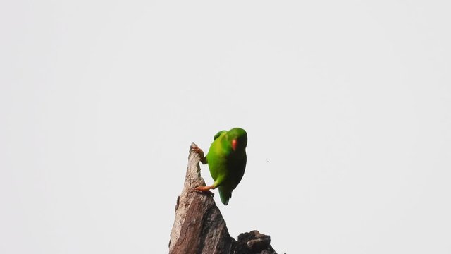 Vernal hanging parrot on the tree alone.