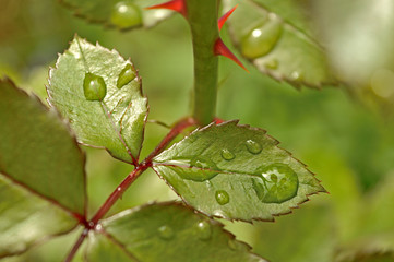 drops of water on the leaves of a rose bush