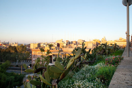 chumberas y vegetaci&oacute;n en Tarragona (Espa&ntilde;a)