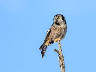 Northern Hawk Owl Stretching its Wings