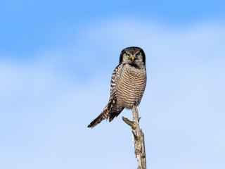 Northern Hawk Owl Perched on Top of the Tree against Blue Sky in Winter