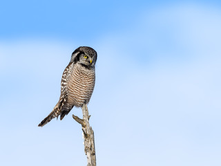 Northern Hawk Owl Perched on Top of the Tree against Blue Sky in Winter