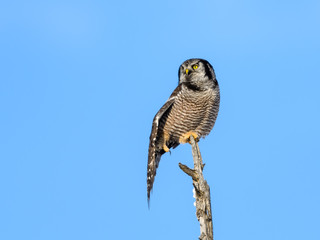 Northern Hawk Owl Stretching its Wings
