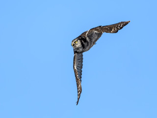 Northern Hawk Owl in Flight on Blue Sky