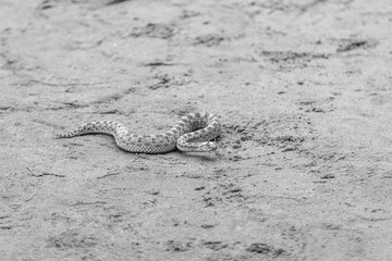 Closeup view of snake on desert sand background. Horizontal black and white colors photography.