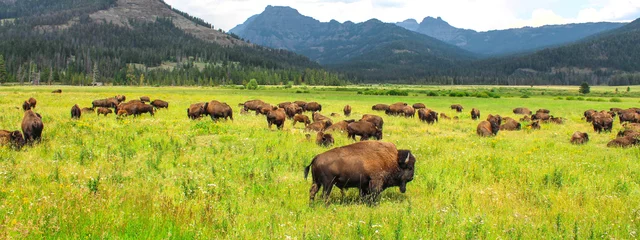 Wall murals Bison Wild bison in Yellowstone National Park, USA