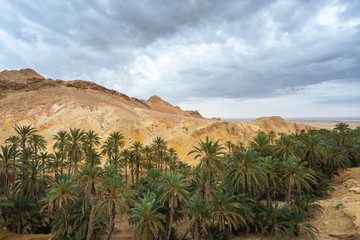Green plants in deserted landscape of Tunisia. Horizontal color photography.