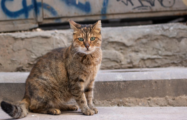 Naklejka na ściany i meble gray tabby cat sits on stones and looks back over his shoulder