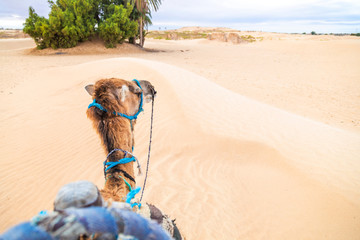 Point of view photography of camel walking in sandy desert to green oasis. Tunisia, Sahara. Horizontal pov color photo.