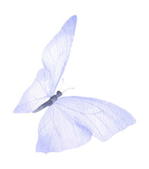 A light blue butterfly hand drawn in watercolor isolated on a white background. Watercolor illustration. Watercolor butterfly.
