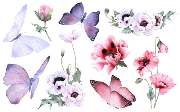A picturesque set of butterflies, poppy flowers, buds and poppies arrangements hand drawn in watercolor isolated on a white background. Botanical illustration. Floral watercolor elements