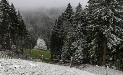 Beuam beim Oestrichli