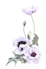 Hand drawn watercolor floral arrangement with picturesque poppies, buds and leaves isolated on a white background. Floral botanical illustration for wedding invitations, cards, patterns.