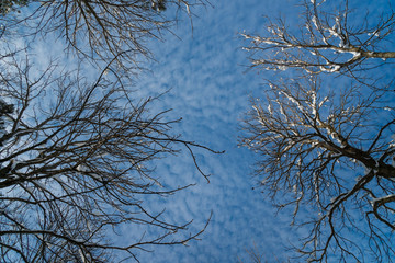 Fototapeta na wymiar branches of tree against blue sky