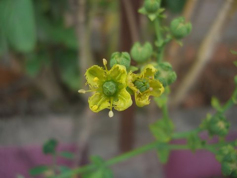arruda - ruta graveolens 