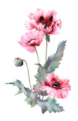 Obraz premium Hand drawn watercolor floral arrangement with picturesque poppies, buds and leaves isolated on a white background. Floral botanical illustration for wedding invitations, cards, patterns.