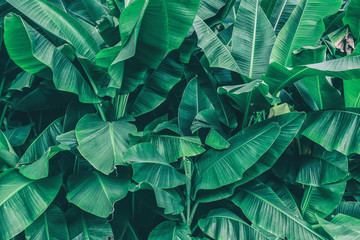 Fototapety  tropikalne drzewo bananowe, bujne zielone palmy, tło natury