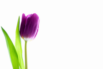 Single purple violet tulip isolated on white with backlight.