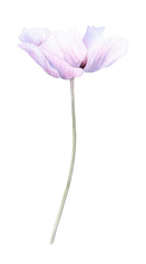 A picturesque white poppy flower with lilac shade hand drawn in watercolor isolated on a white background. Botanical illustration. Floral watercolor element.