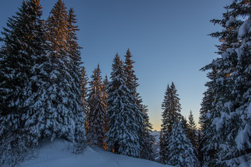 &Uuml;ber allen Wipfeln ist Ruh