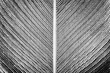 details of palm leaf 