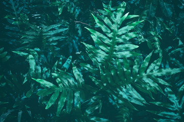 Naklejka na ściany i meble fern leaf, dark green nature background 