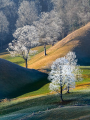 B&auml;ume im Eisnadeln
