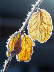 Herbstbl&auml;tter mit Eisnadeln