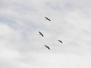 Little group of four storks who are flying in cloudly white sky. Low angle view on this 4x3 photography