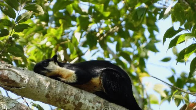 Black Giant Squirrel sleeping on the tree after eating.