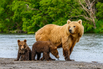 Ruling the landscape, brown bears of Kamchatka (Ursus arctos beringianus) © vaclav