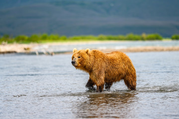 Ruling the landscape, brown bears of Kamchatka (Ursus arctos beringianus)