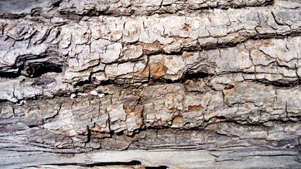 The bark of an old thick tree. Light gray wood with dark cracks. Wood texture. Tissues are located...