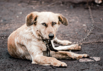 mongrel dog on a chain in a farm
