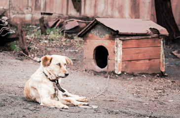 mongrel dog on a chain in a farm old style photo