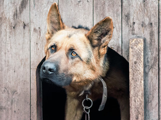 german shepherd on a chain in a wooden doghouse