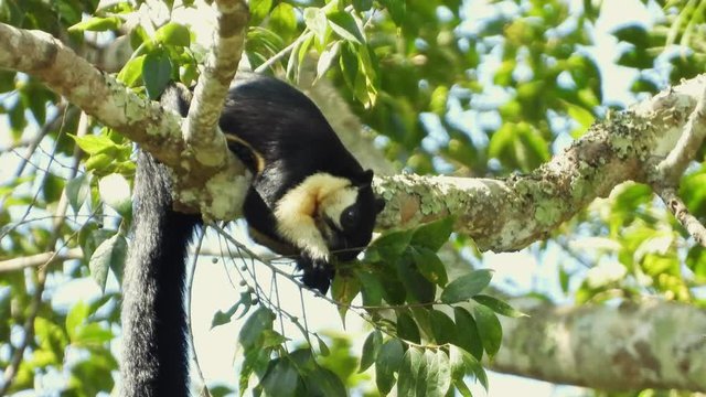Black Giant Squirrel eating fruit on the tree in the morning.