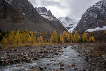 Autumn mountain landscape with snowy peaks and yellow larches