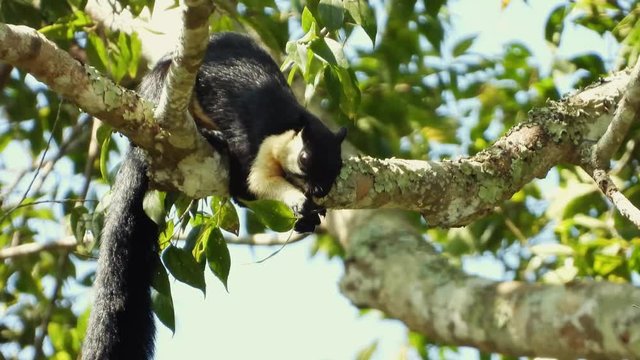 Black Giant Squirrel eating fruit on the tree in the morning.