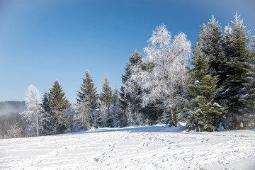 Baeume im Schnee