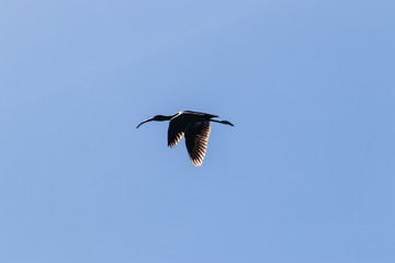 Flying Ibis